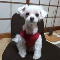①トリミング・アフター.JPG